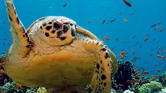 Animals ocean turtles