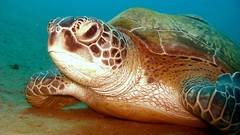 Animals ocean turtles