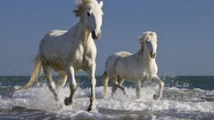 Animals ocean waves Horses