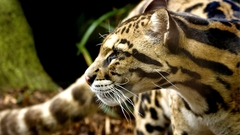 Animals ocelots