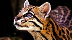 Animals ocelots