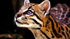 Animals ocelots