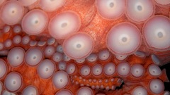 Animals octopus animal