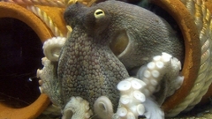 Animals octopus animal