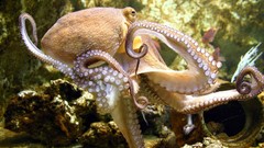 Animals octopuses