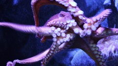 Animals octopuses national geographic