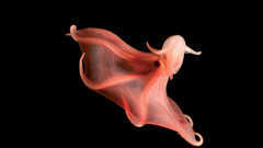 Animals octopuses underwater luminiscence