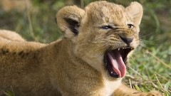Animals old african Kenya National mara