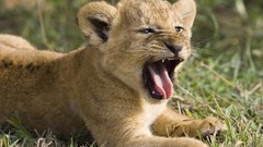 Animals old african Kenya National mara