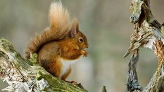 Animals old squirrels red squirrel