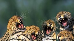 Animals open mouth Leopards