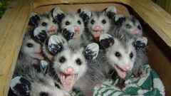 Animals opossums