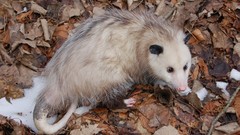 Animals opossums