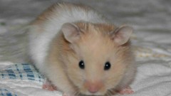 Animals orange beds hamsters