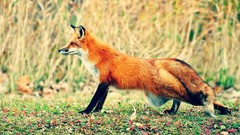 Animals orange blurred foxes