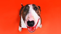 Animals orange Dogs funny pets