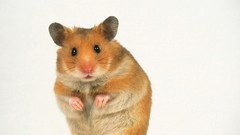 Animals orange hamsters white