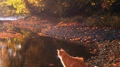 Animals orange leaves ponds