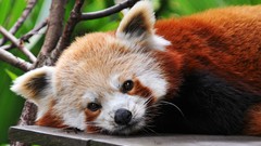 Animals orange red pandas