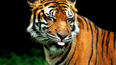 Animals orange Tigers silly