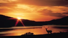 Animals orange tranquility wildlife