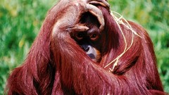 Animals orangutans