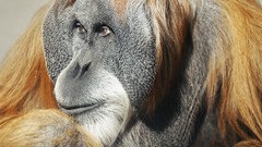 Animals orangutans