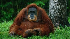 Animals orangutans