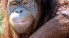 Animals orangutans animal