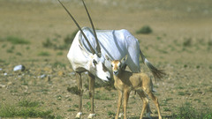 Animals oryx animal