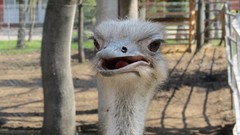 Animals ostrich