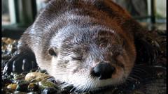 Animals Otters