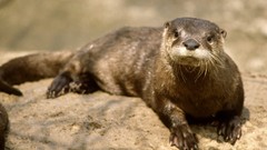 Animals Otters