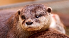 Animals Otters