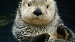 Animals Otters