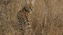 Animals outdoors brown eyes