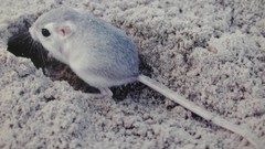 Animals outdoors dirt mice