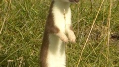 Animals outdoors ermine