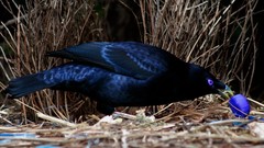 Animals outdoors feathers purple