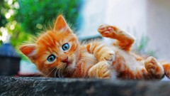 Animals outdoors feline Kittens