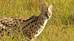 Animals outdoors feline serval