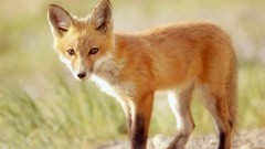 Animals outdoors foxes