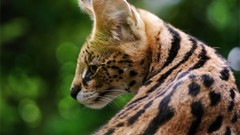 Animals outdoors green eyes