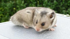 Animals outdoors hamsters