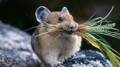 Animals outdoors hamsters