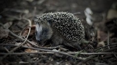 Animals outdoors hedgehogs pets