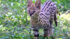 Animals outdoors Kittens serval