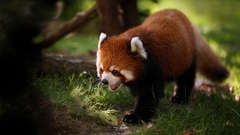 Animals outdoors red pandas