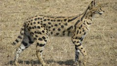 Animals outdoors serval Spotted