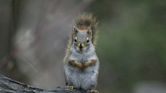 Animals outdoors squirrels
